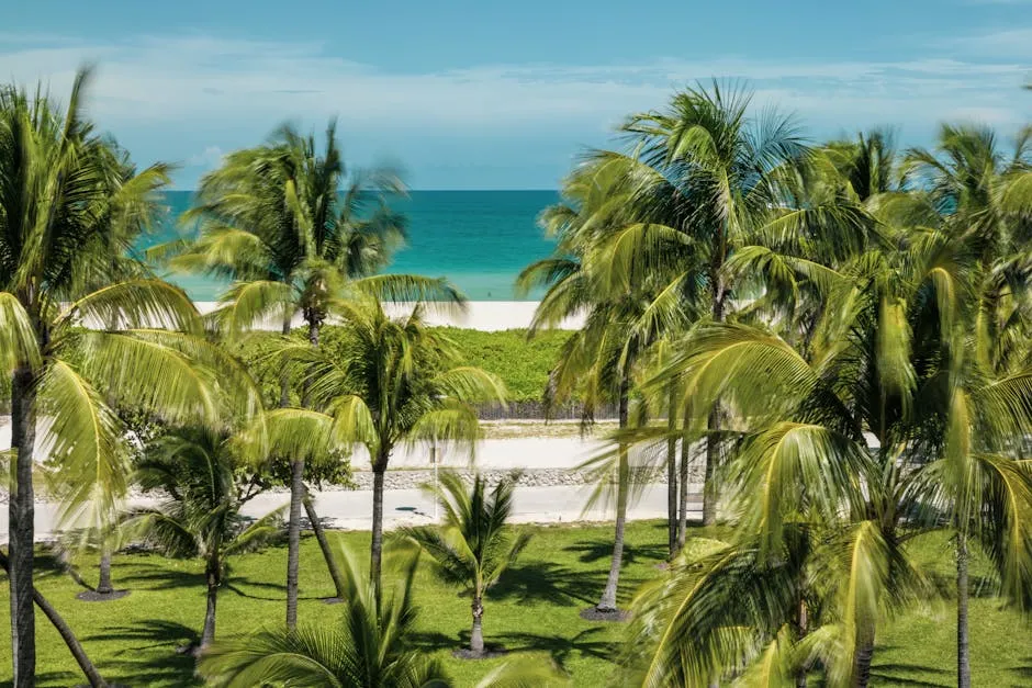 Florida — Florida beach palm trees